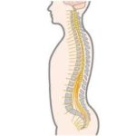 背骨のつまりによる腰痛