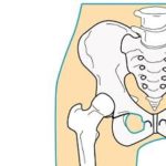 股関節と腰痛の関係