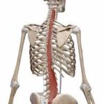 腰痛の原因　多裂筋