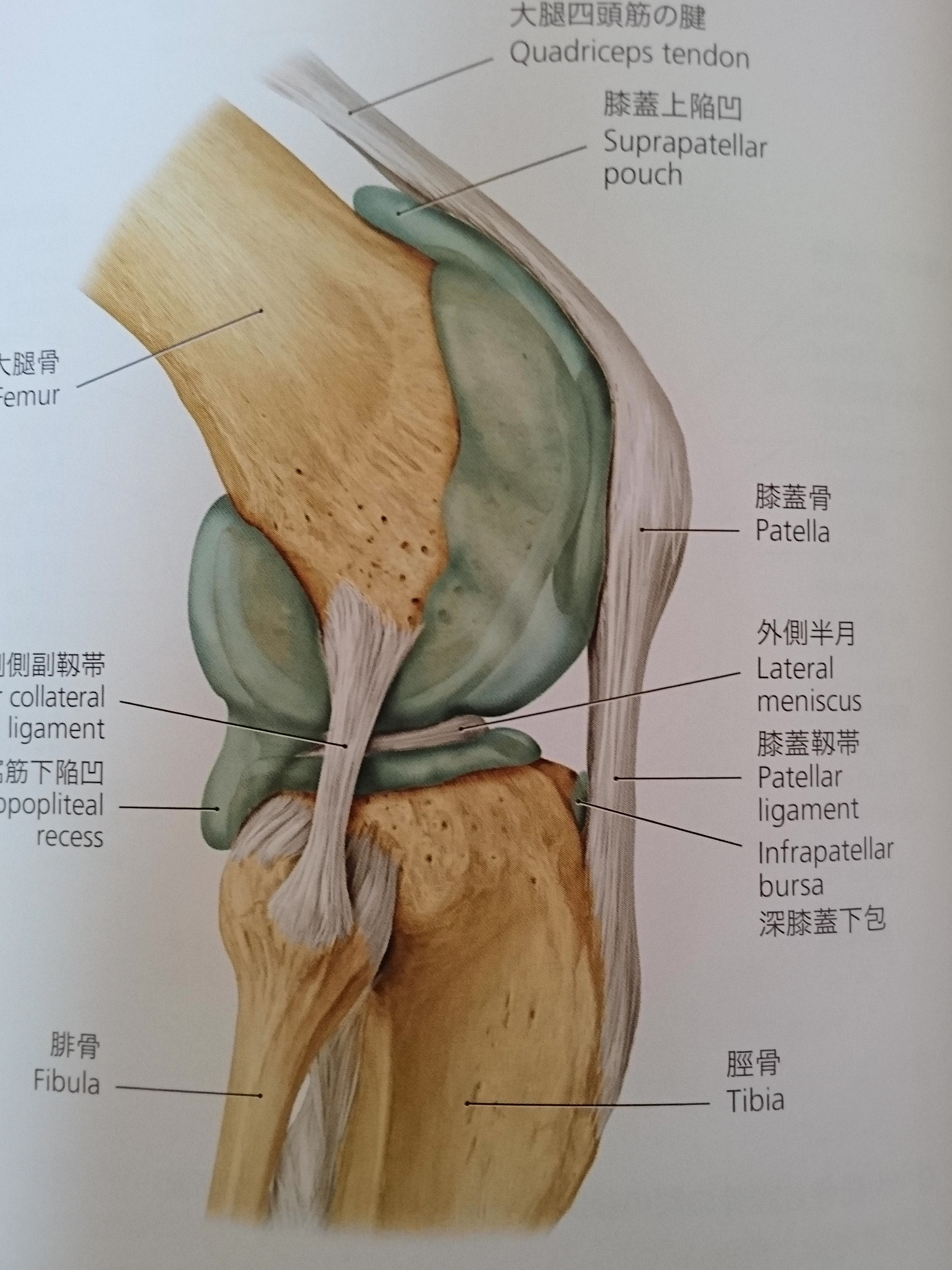 膝の痛みの原因　関節包、靭帯、腱