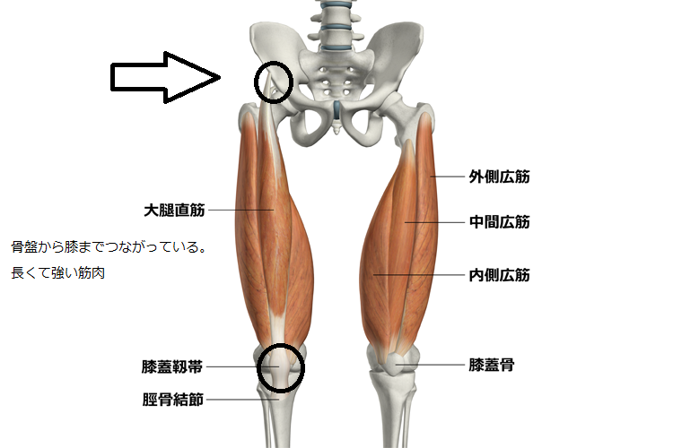 腰痛に関与する大腿四頭筋
