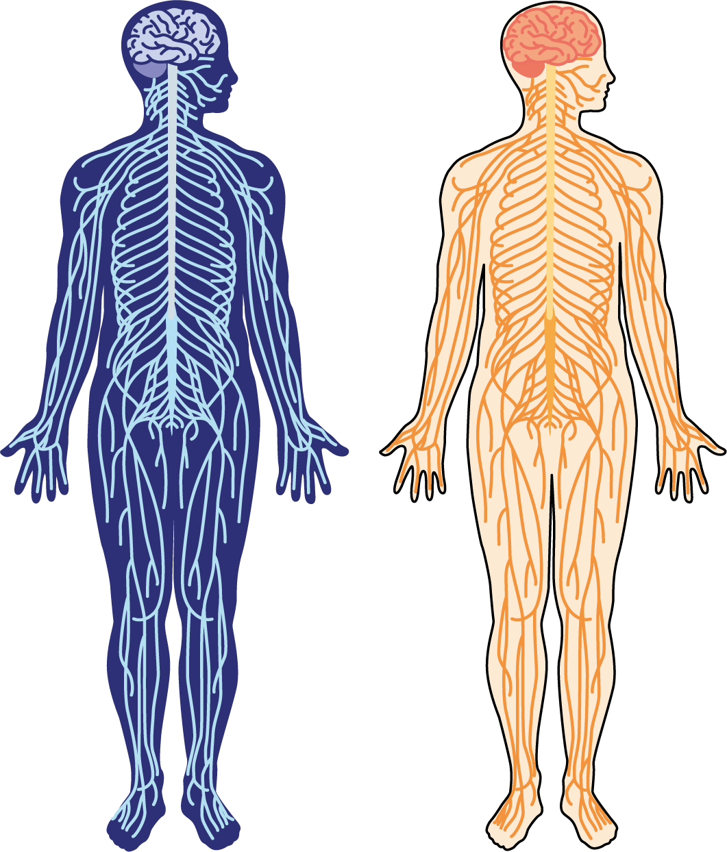 神経へのストレスのイメージ図
