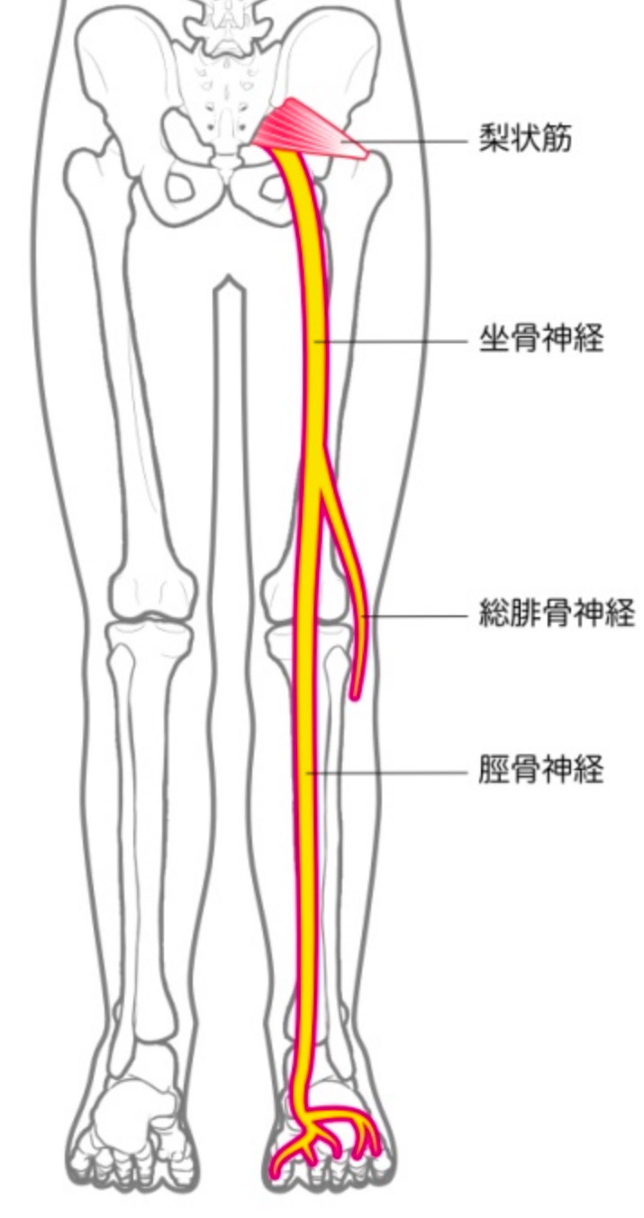 坐骨神経の走行